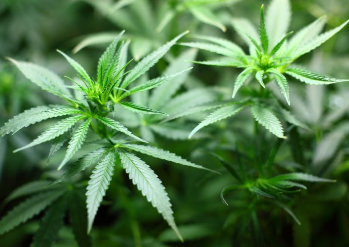 Medizinisches_Cannabis